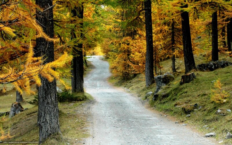 Autumn path in the forest