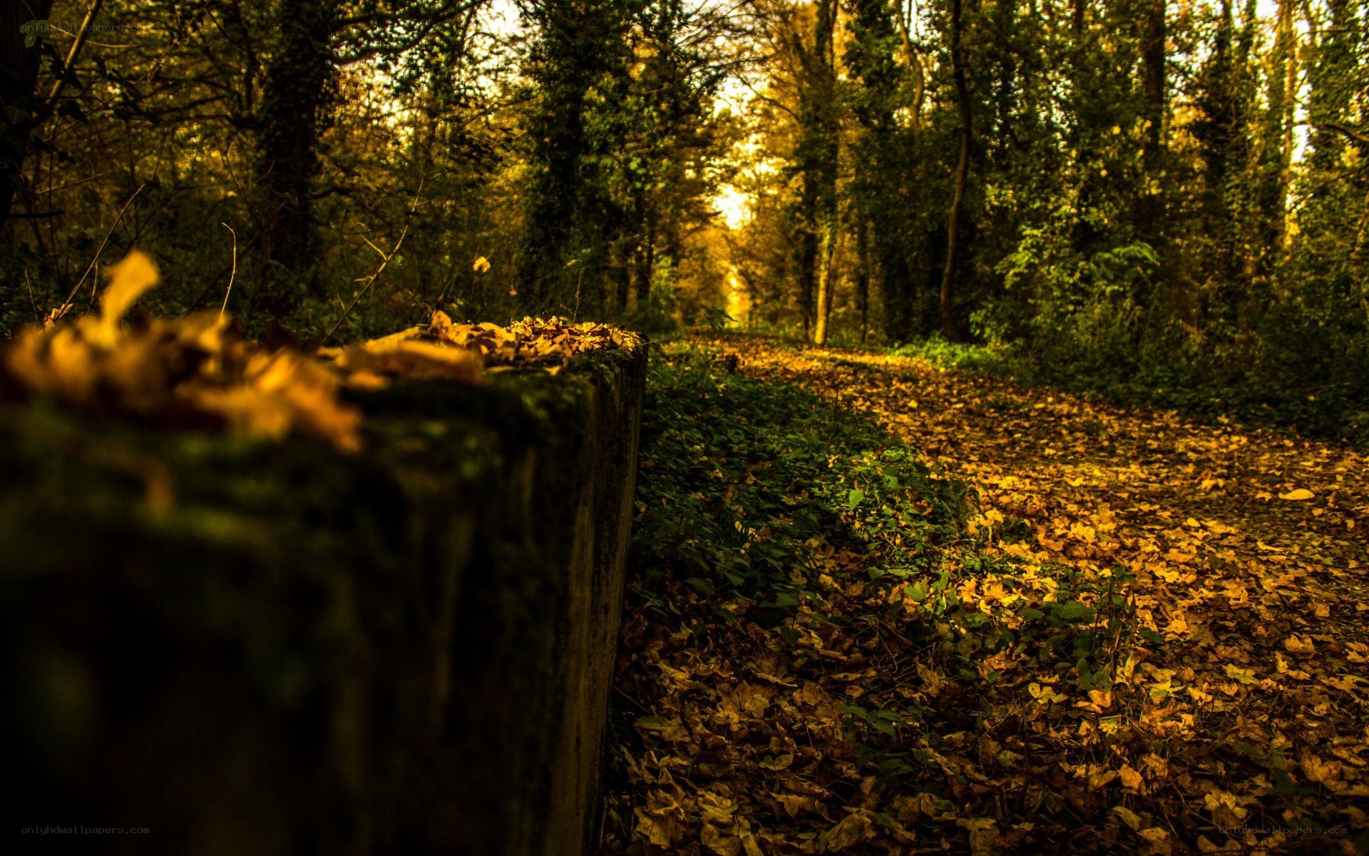 Autumn path in the forest