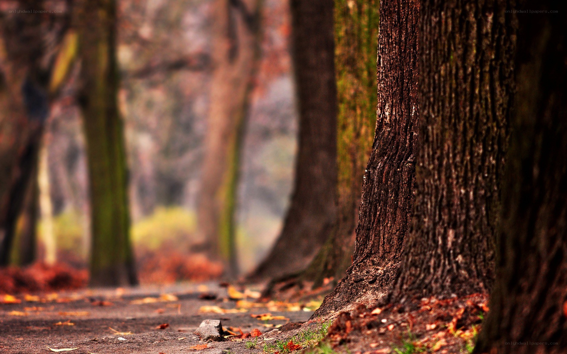 Autumn path in the forest