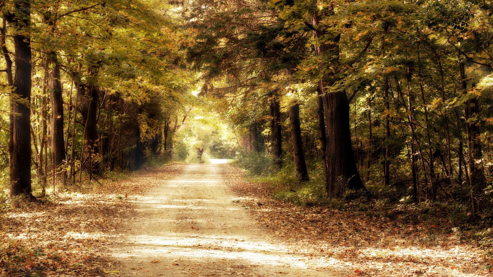 Autumn path in the forest