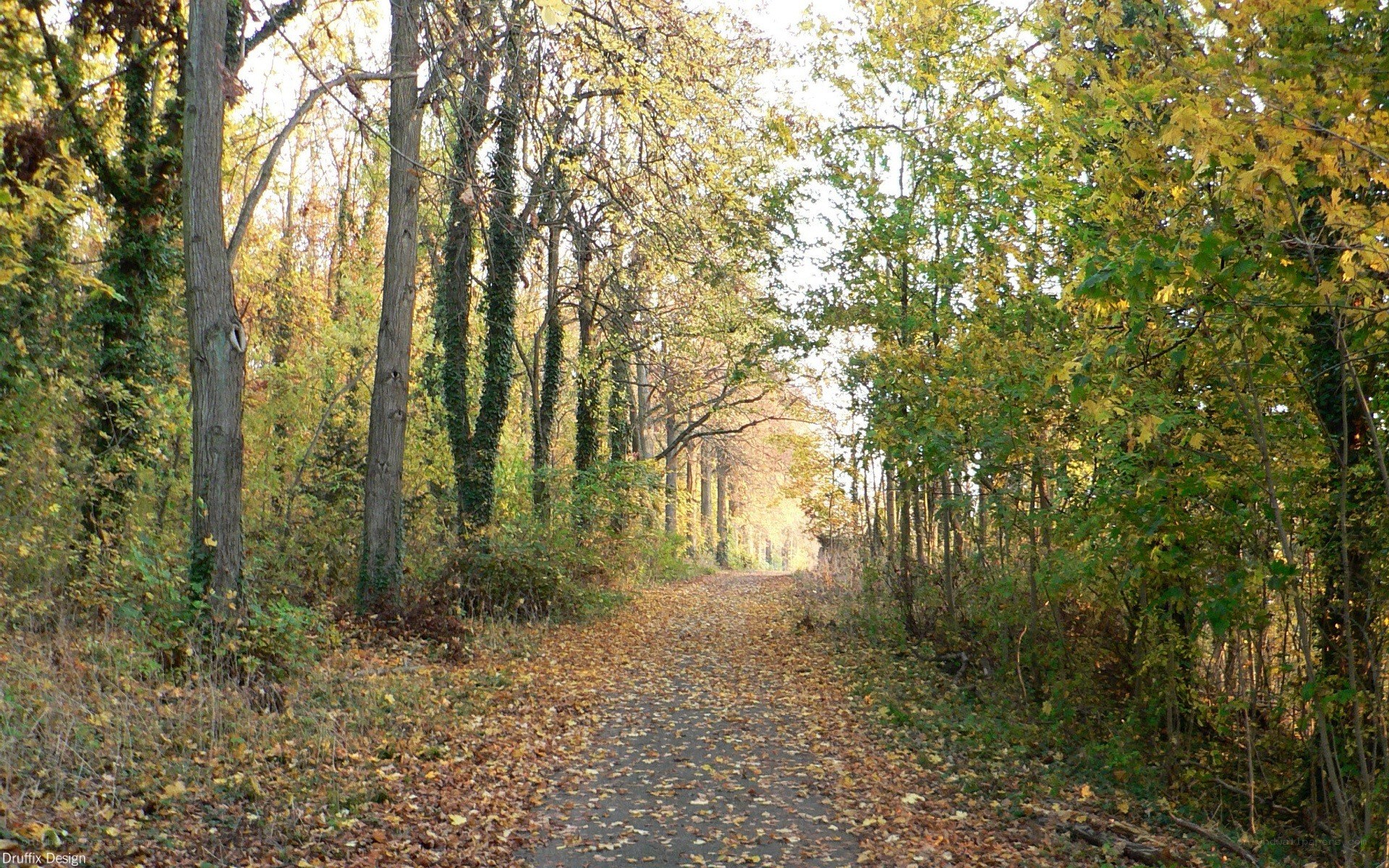 Autumn path in the forest
