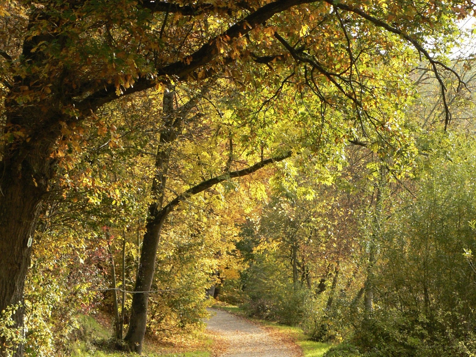 Autumn path in the forest