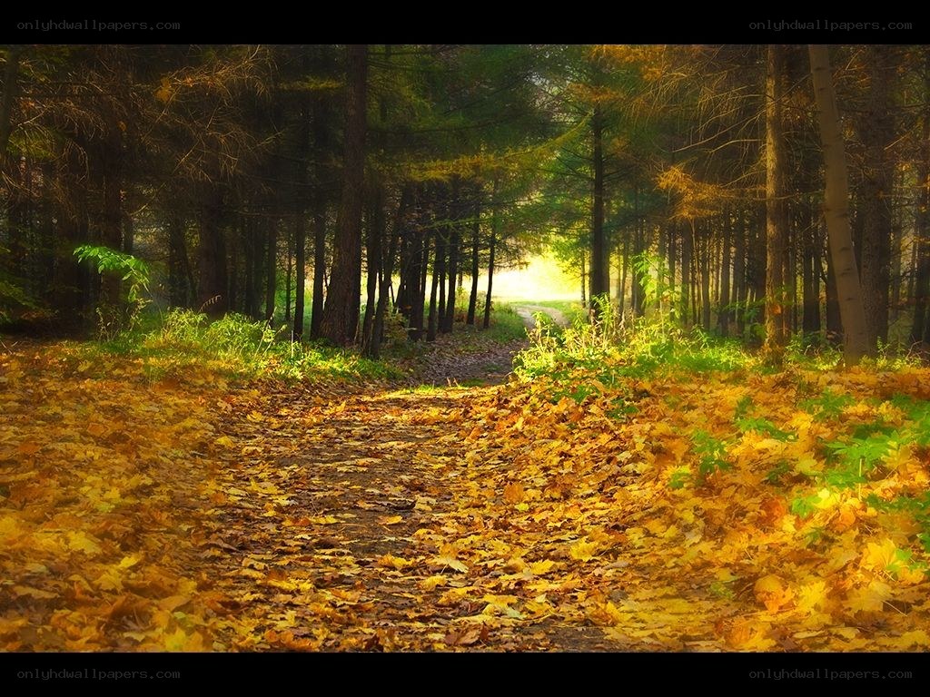 Autumn path in the forest