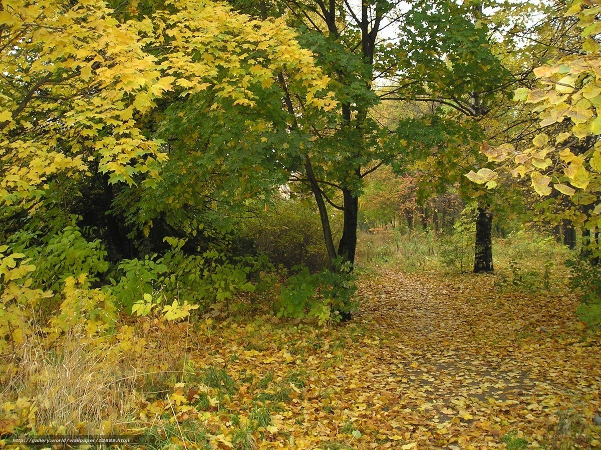 Autumn path in the forest