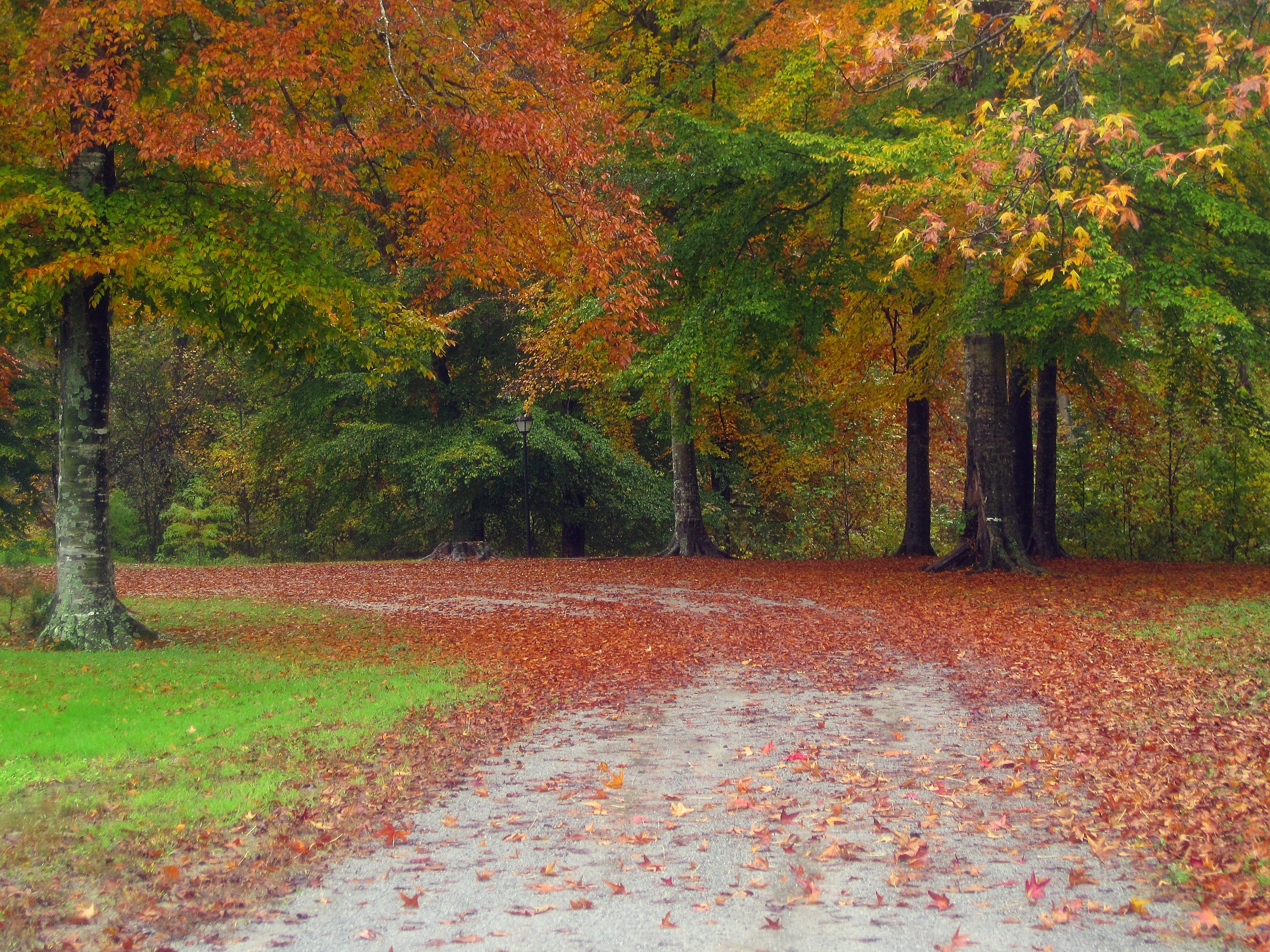 Autumn path in the park