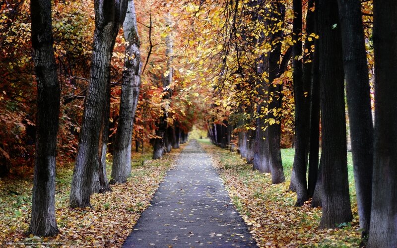 Autumn path in the park