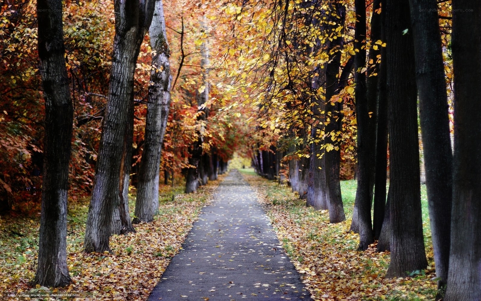 Autumn path in the park