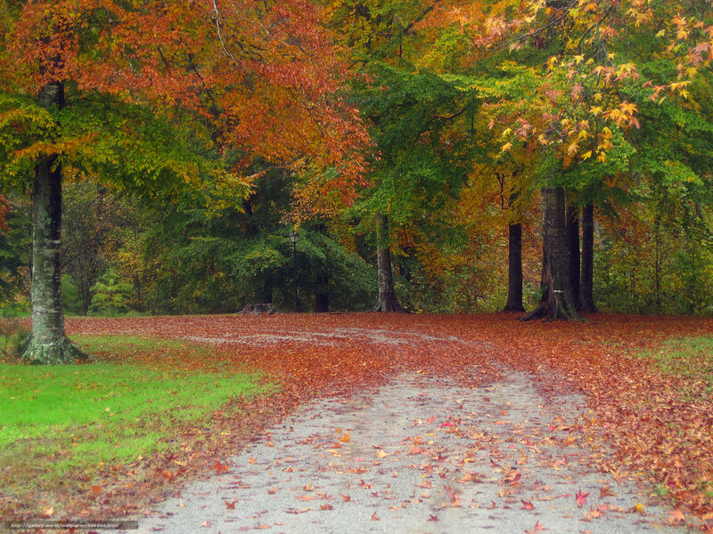 Autumn path in the park