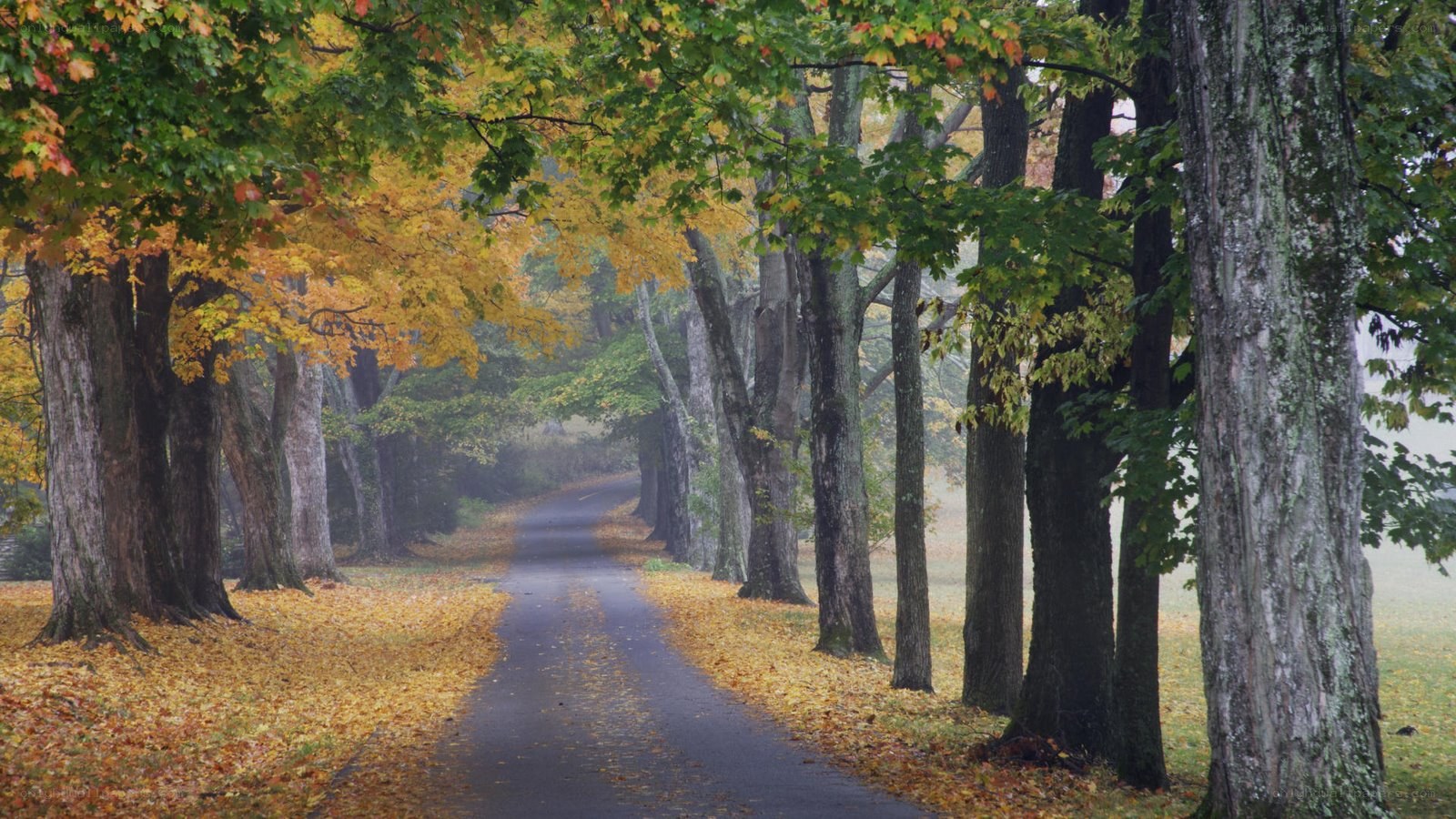 Autumn path in the park