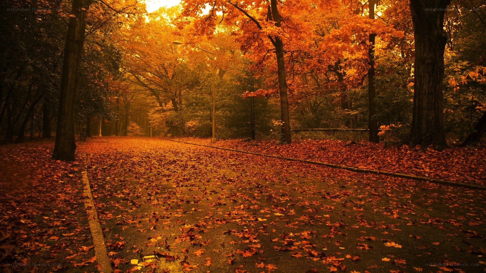 Autumn path in the park