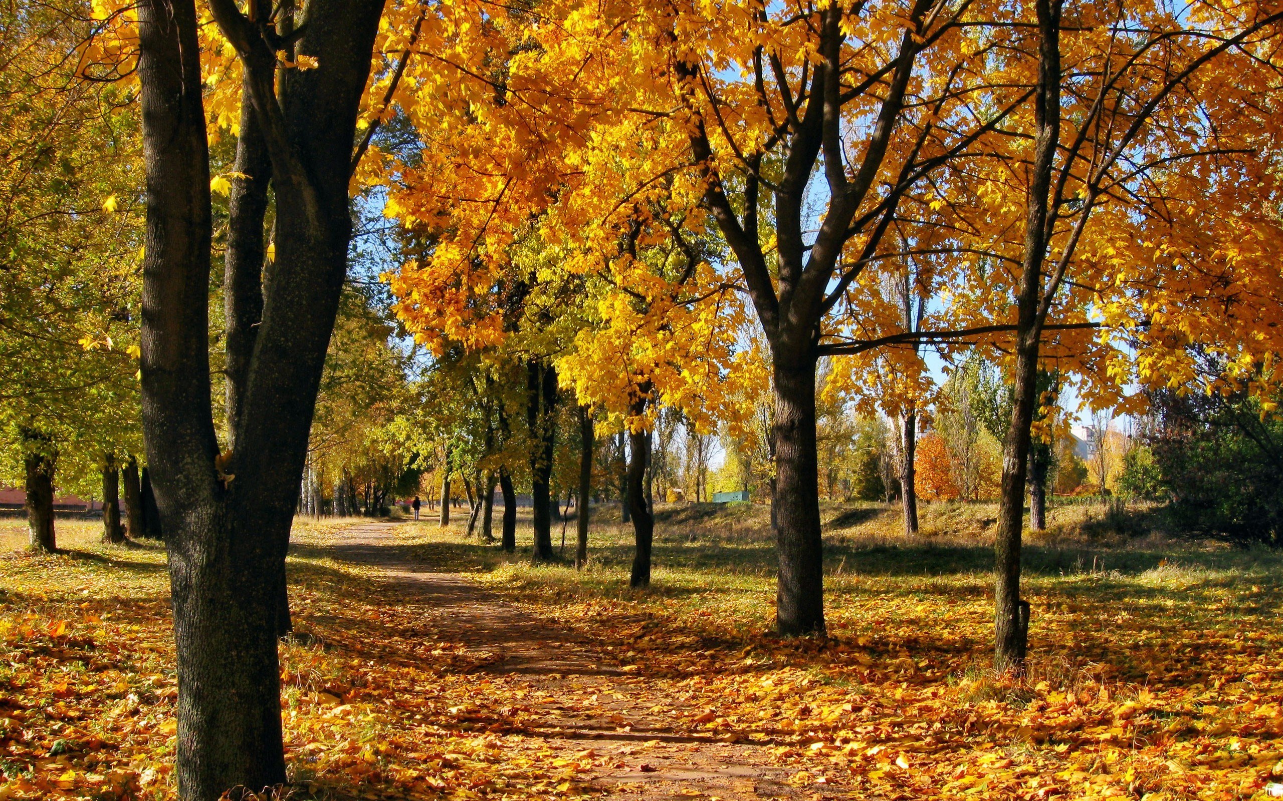 Autumn path in the park