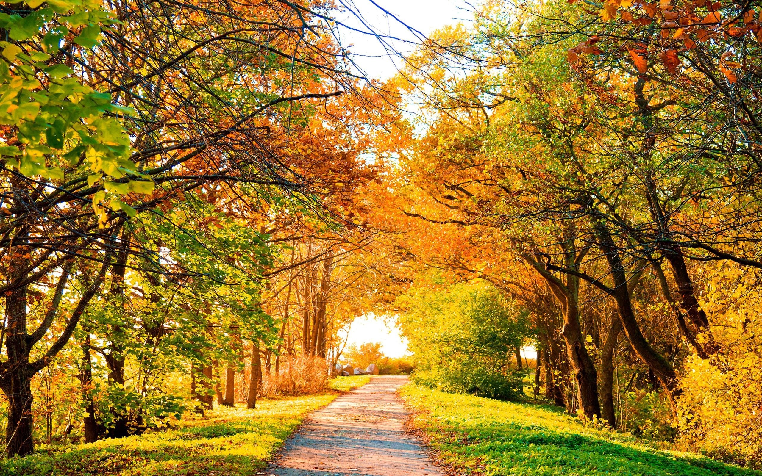Autumn path in the park