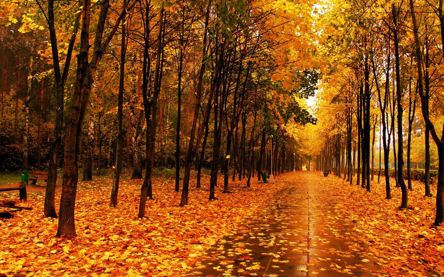 Autumn path in the park
