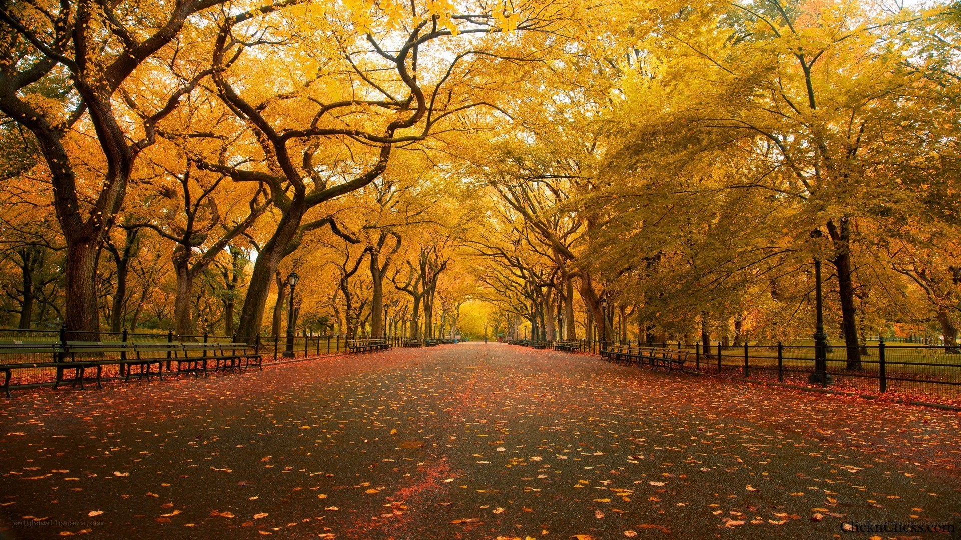 Autumn path in the park