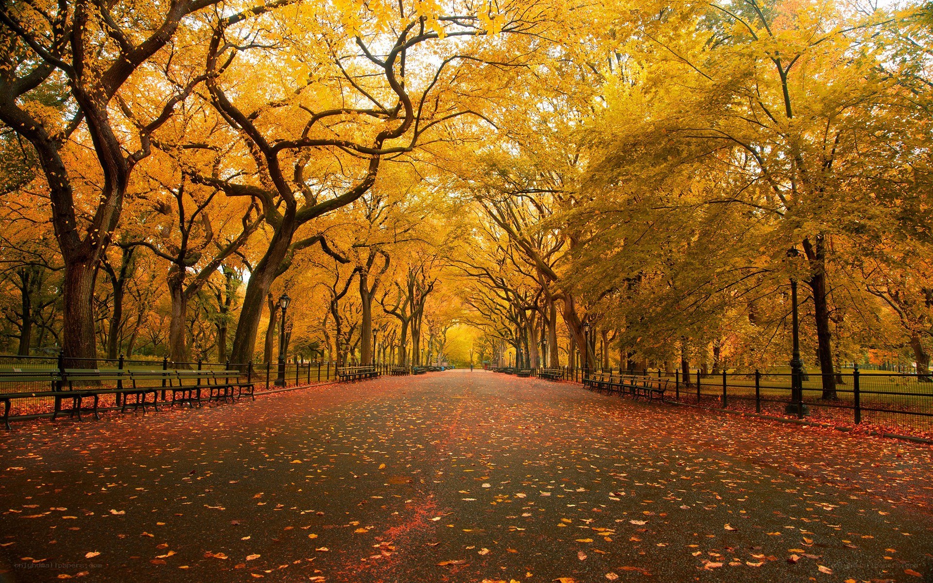 Autumn path in the park