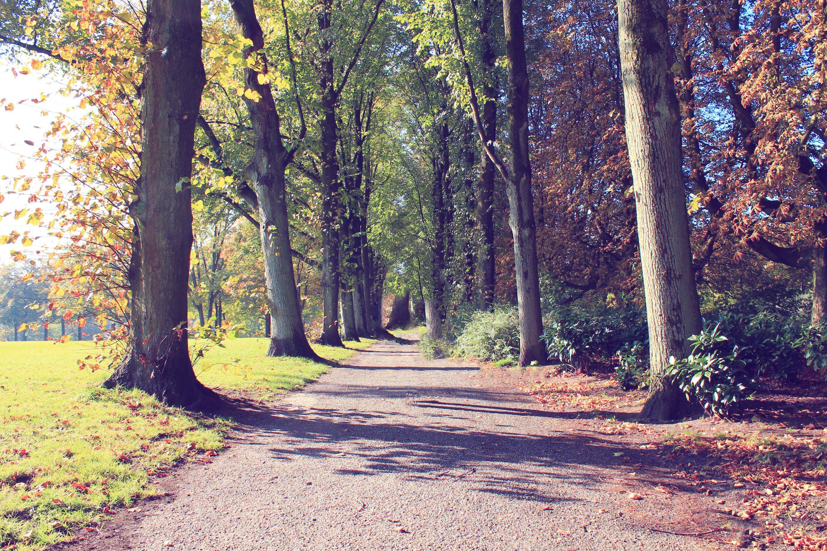Autumn path in the park