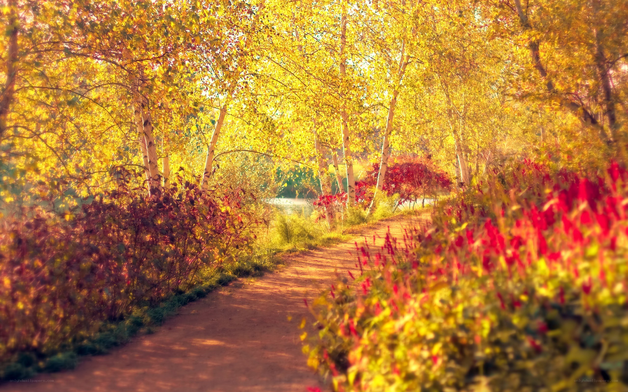 Autumn path in the park