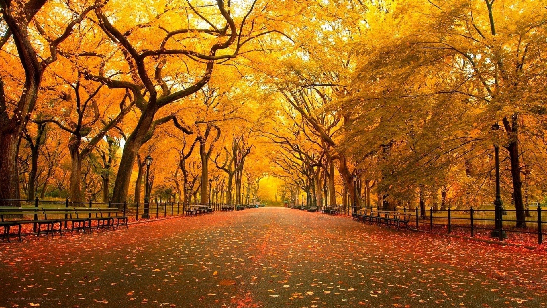 Autumn path in the park