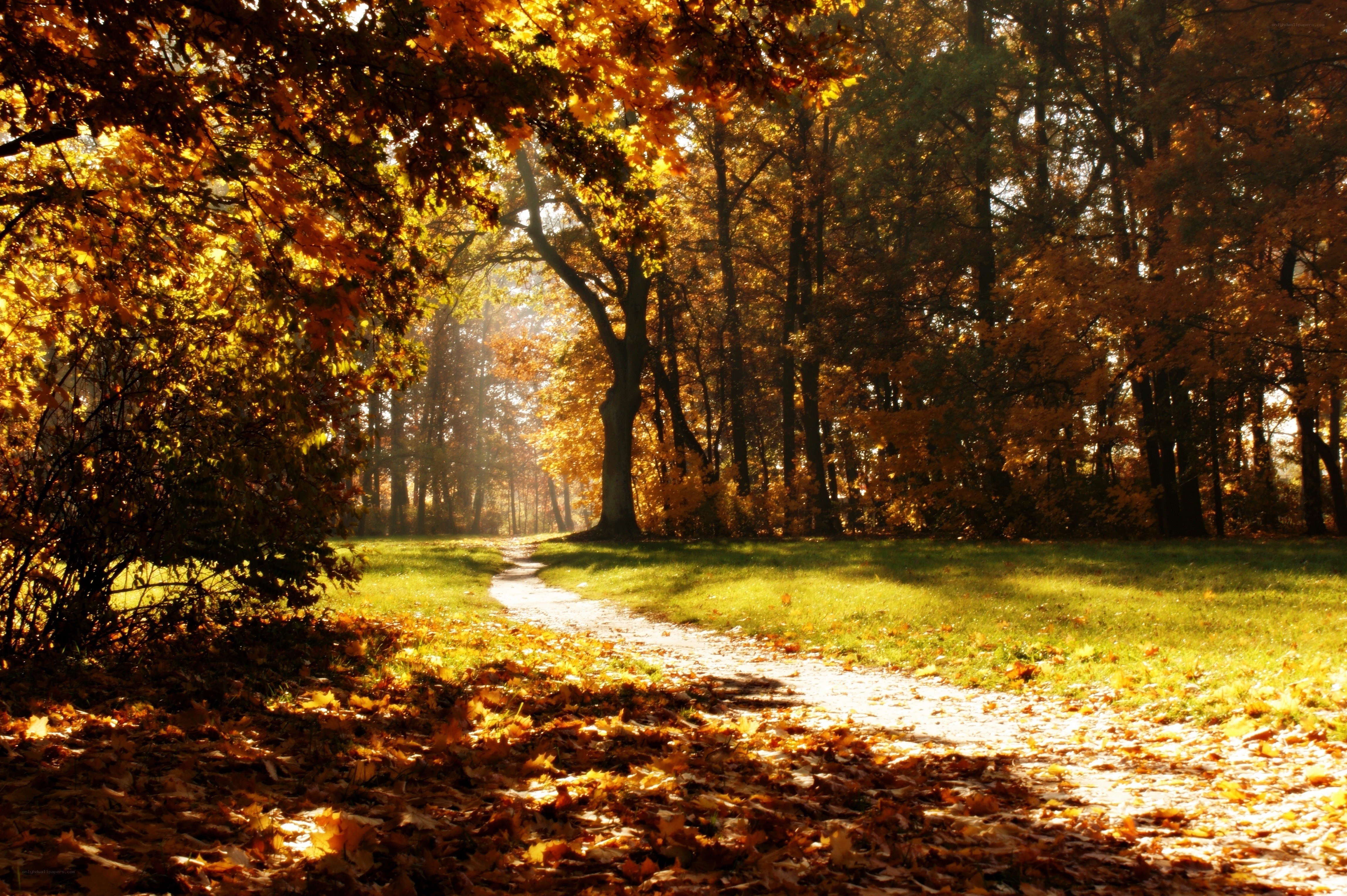 Autumn path in the park