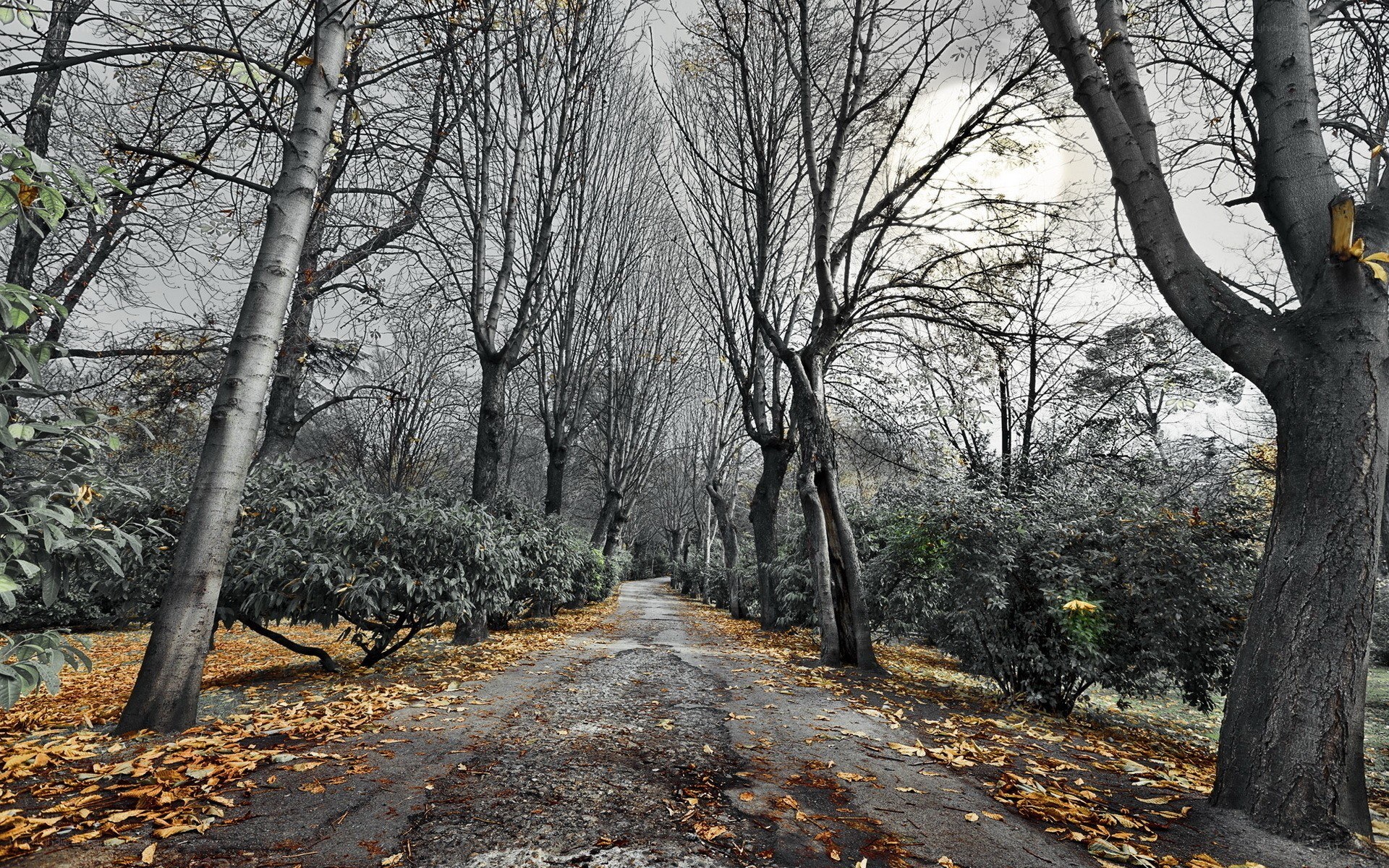Autumn path in the park