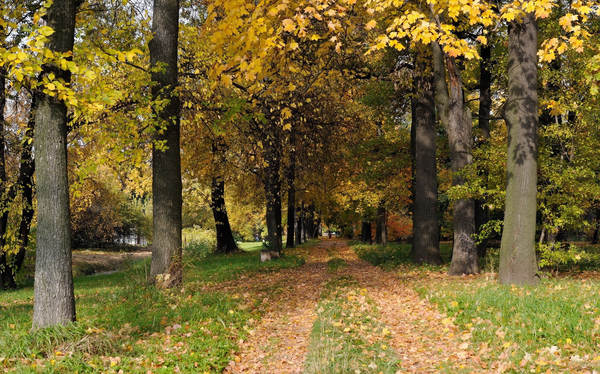 Autumn path in the park