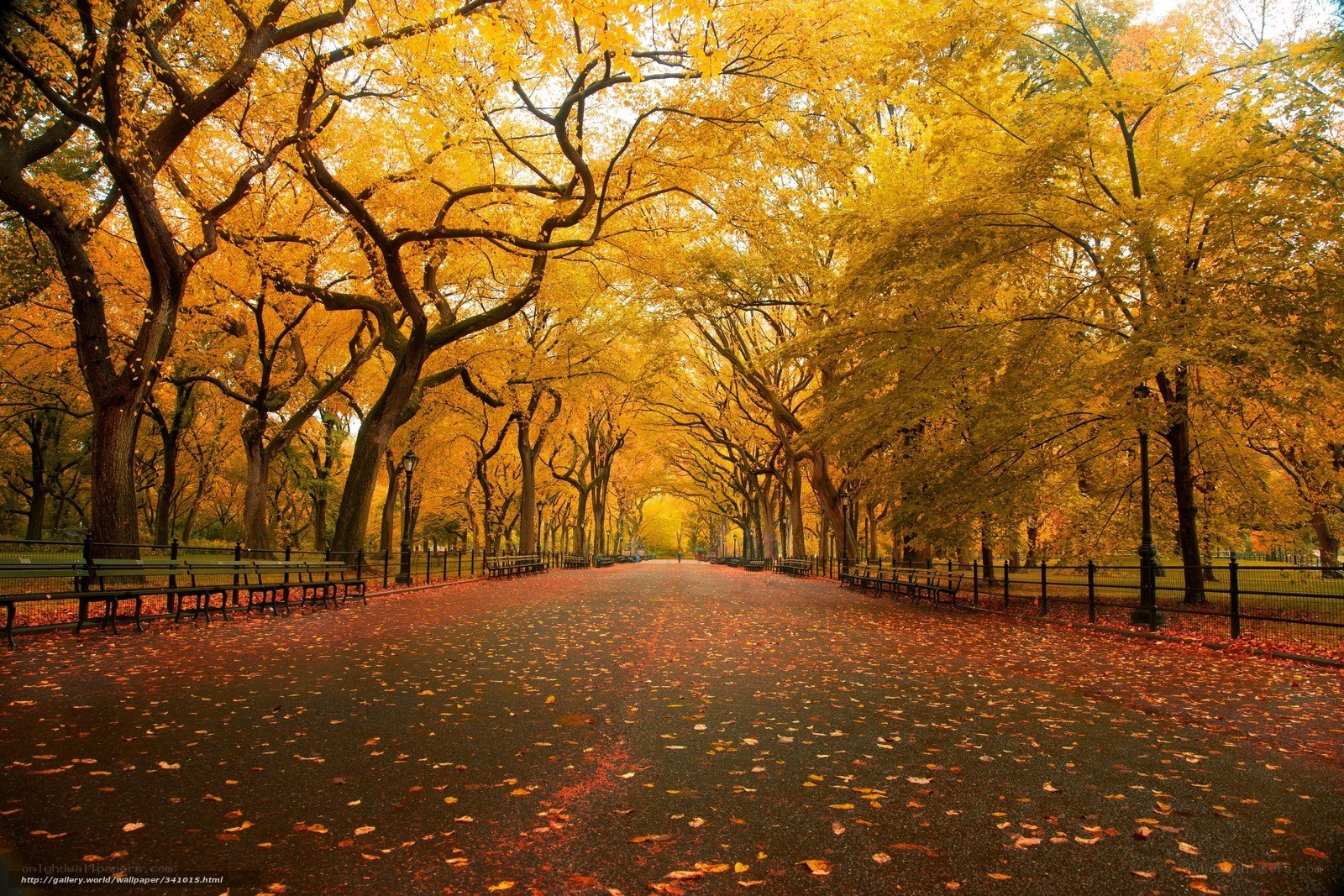 Autumn path in the park