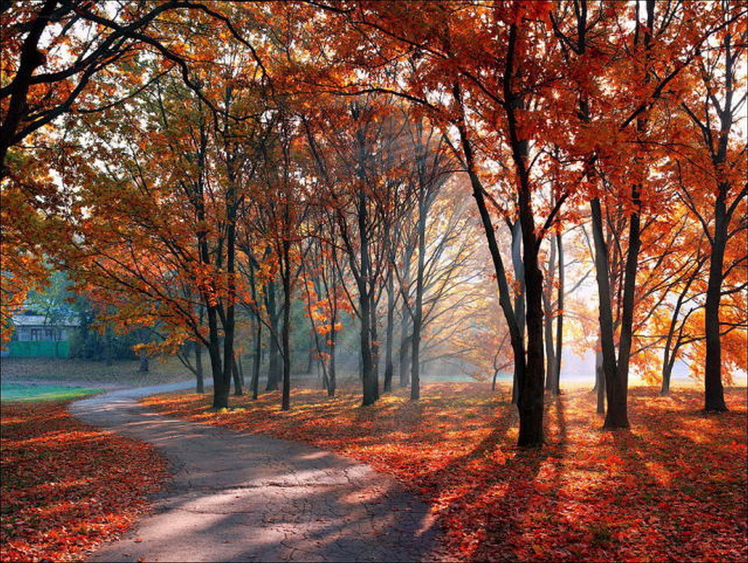 Autumn path in the park