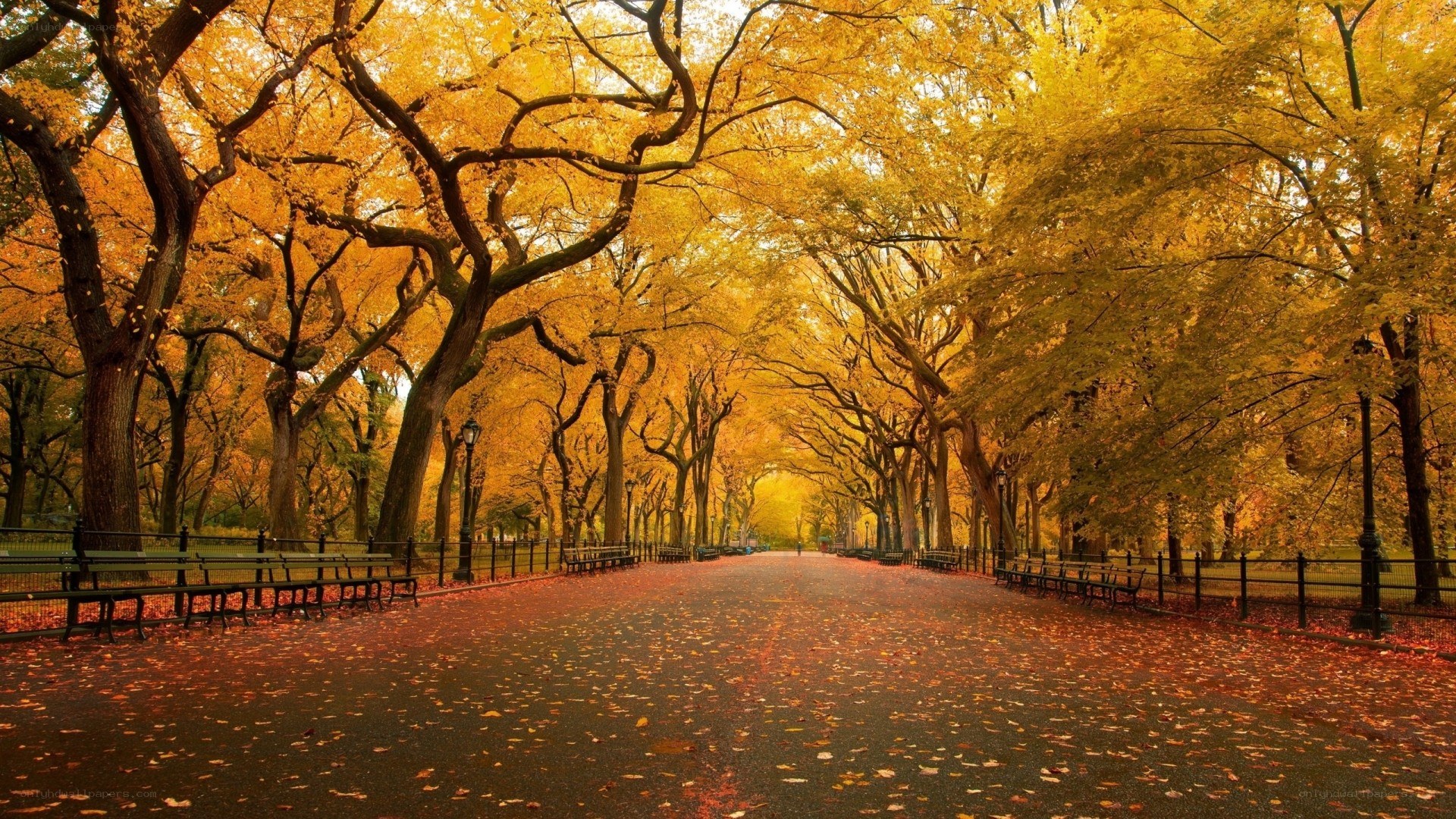 Autumn path in the park