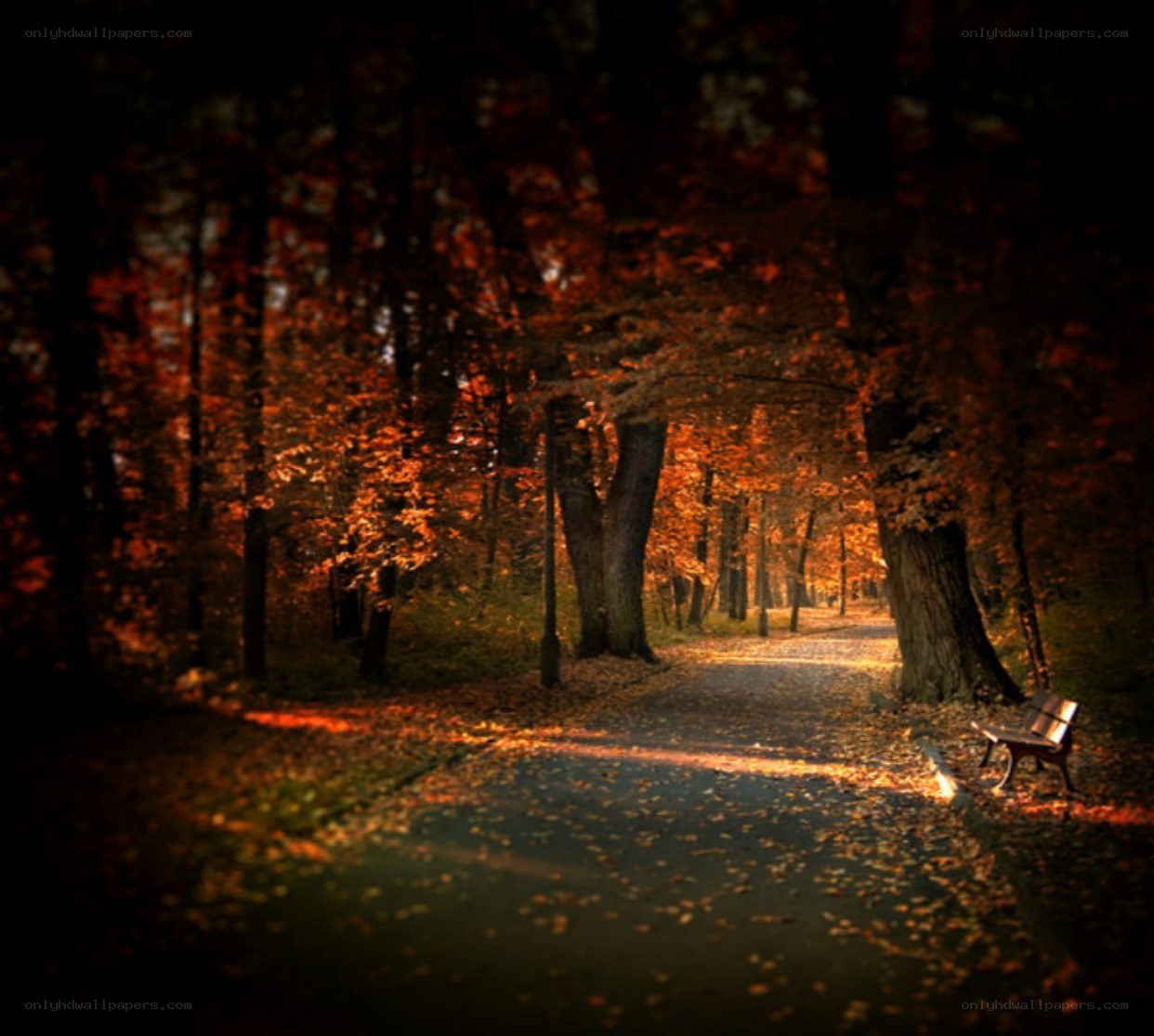 Autumn path in the park