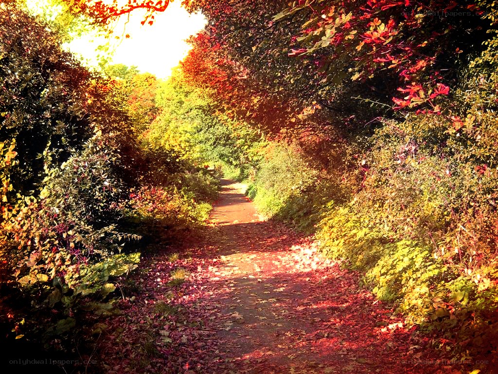 Autumn path in the park