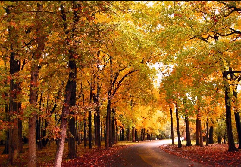 Autumn path in the park