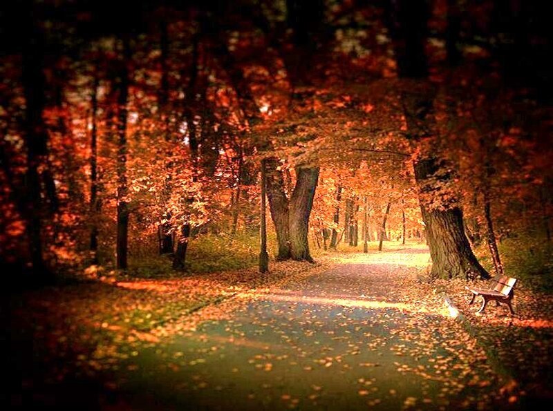 Autumn path in the park