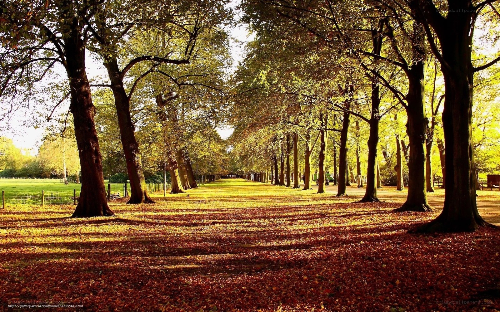 Autumn path in the park