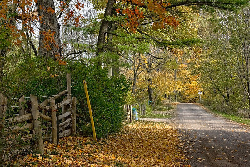 Autumn path in the woods