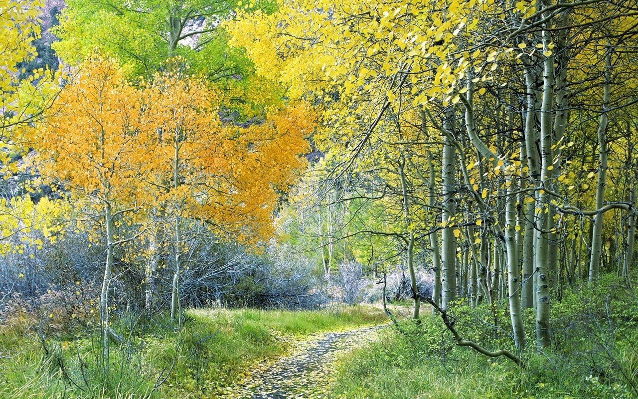 Autumn path through aspen grove
