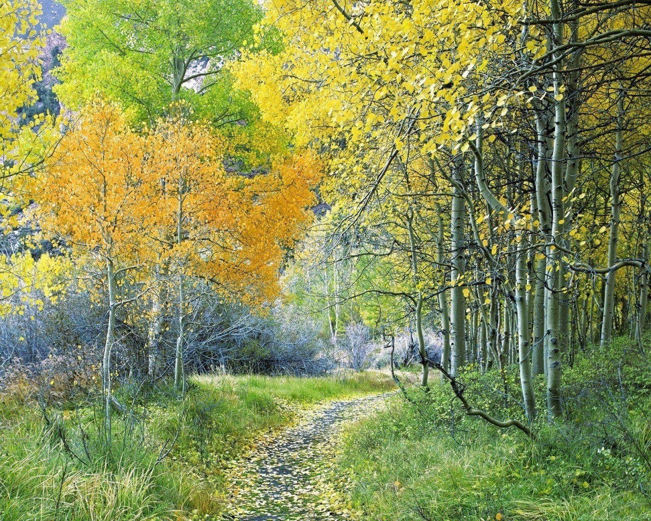 Autumn path through aspen grove