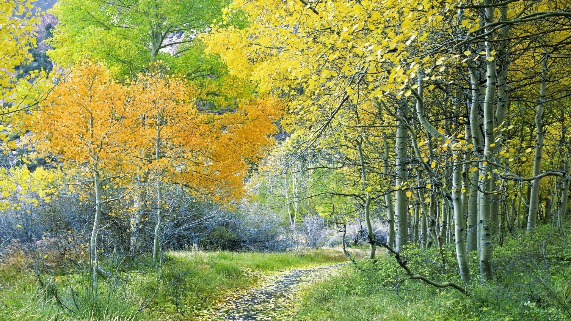 Autumn path through aspen grove