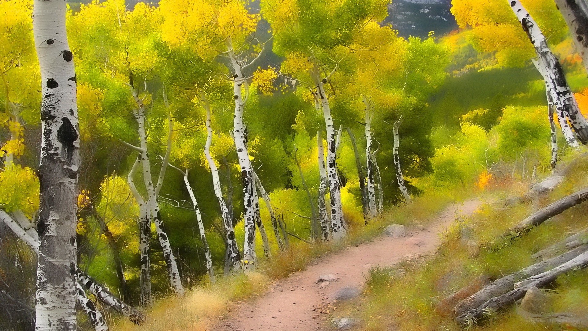 Autumn path through aspen grove