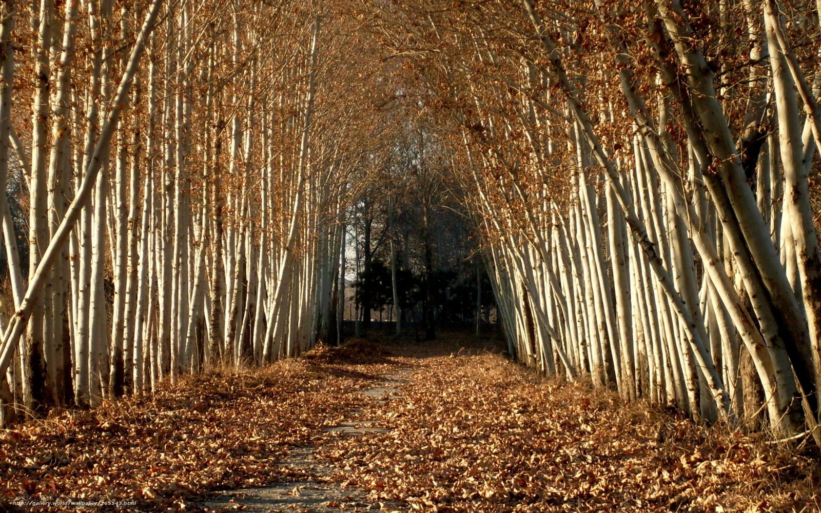 Autumn path through birch forest