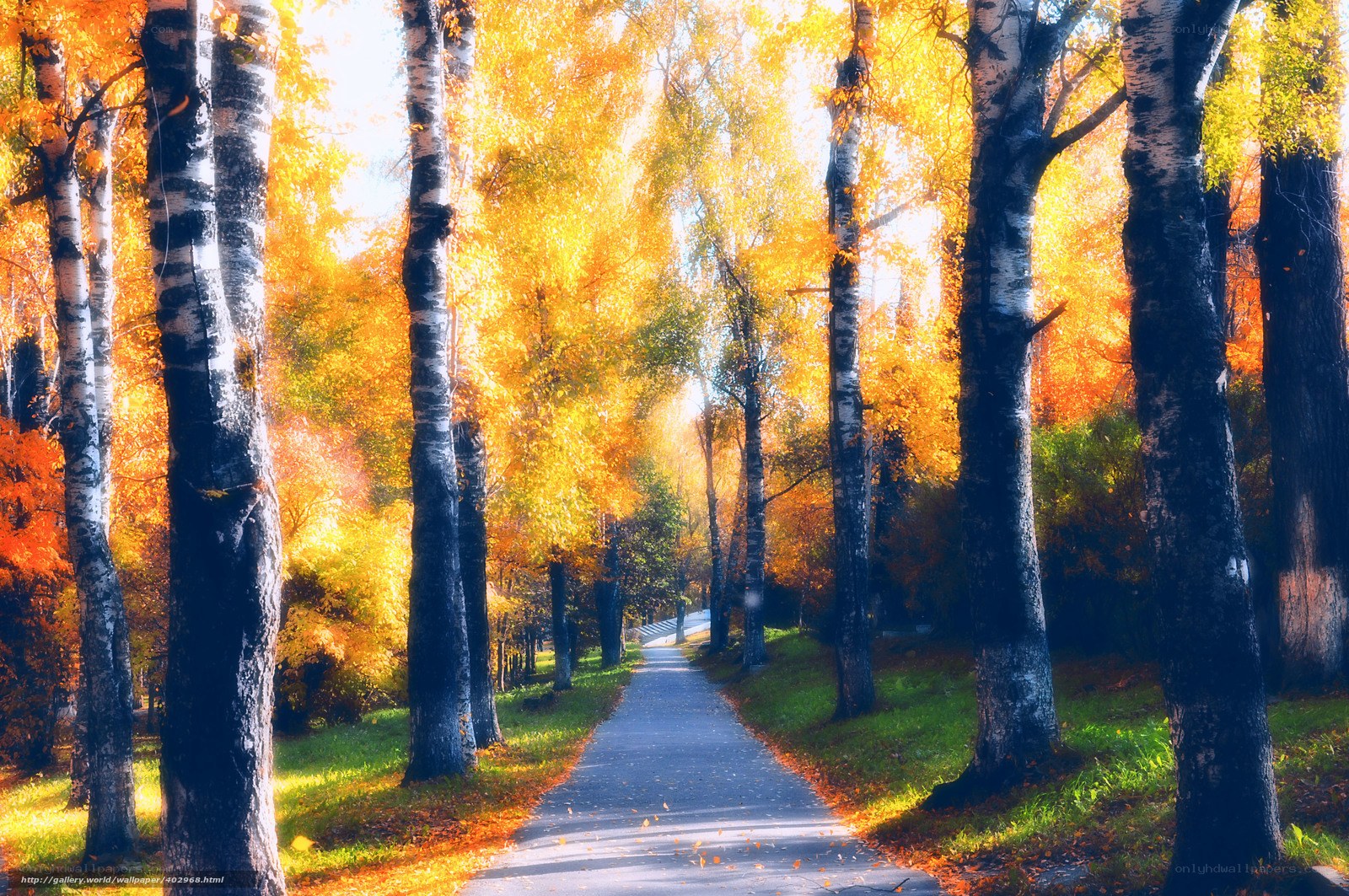 Autumn path through birch forest