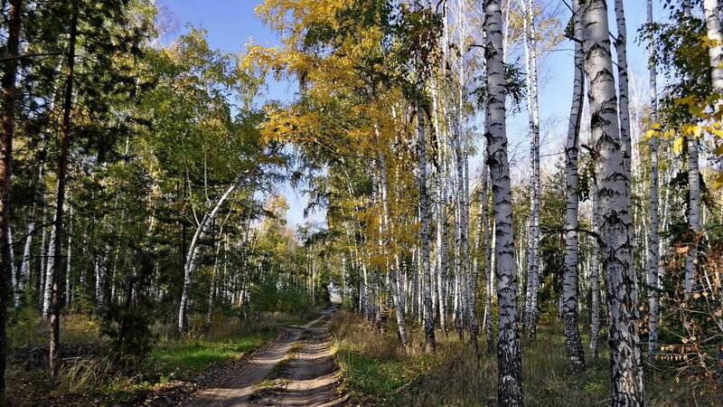Autumn path through birch forest