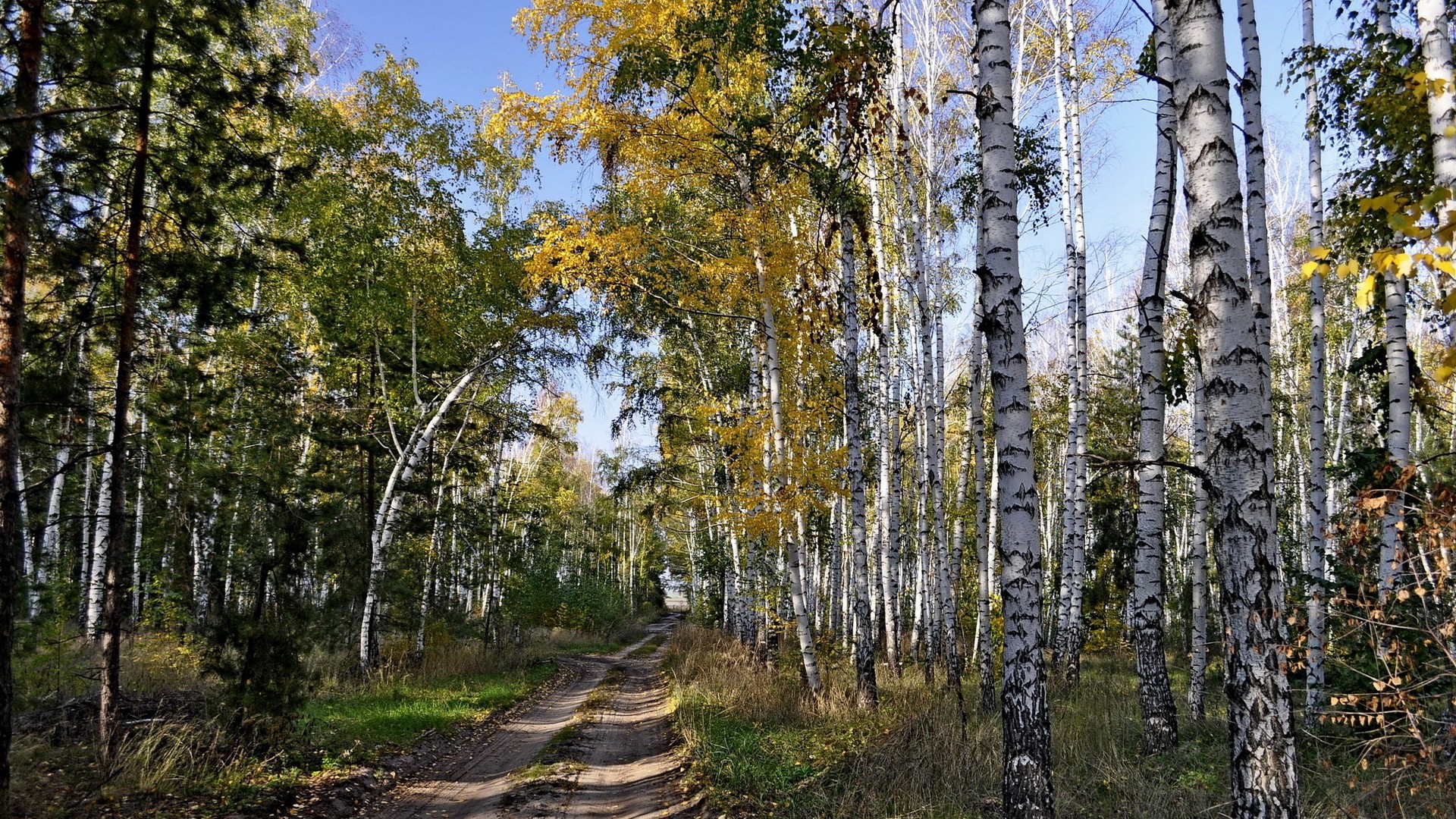 Autumn path through birch forest