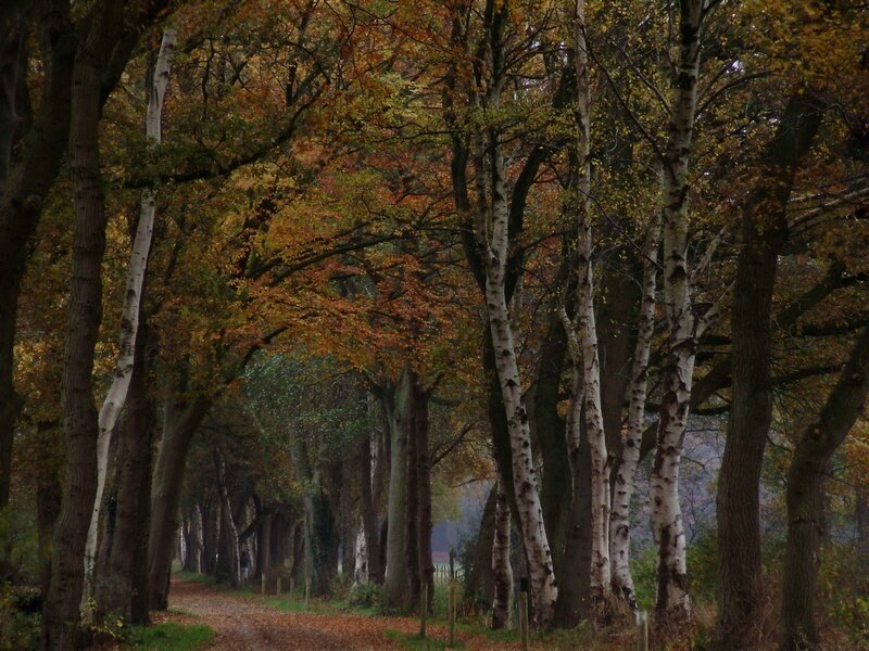 Autumn path through birch trees