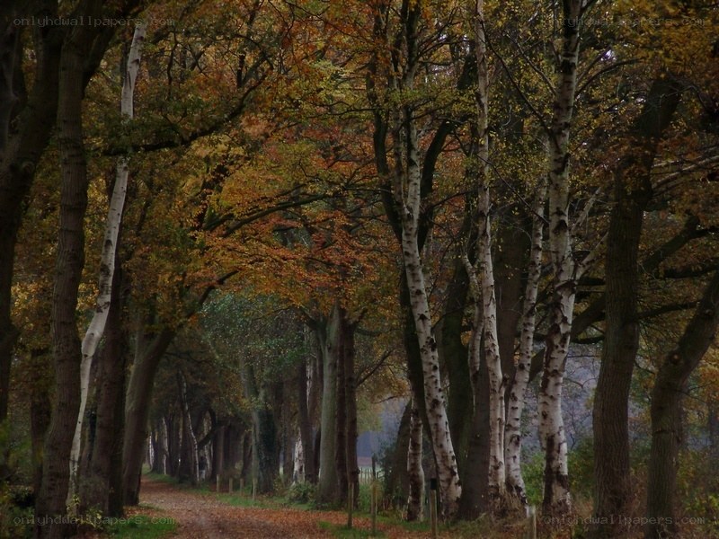 Autumn path through birch trees