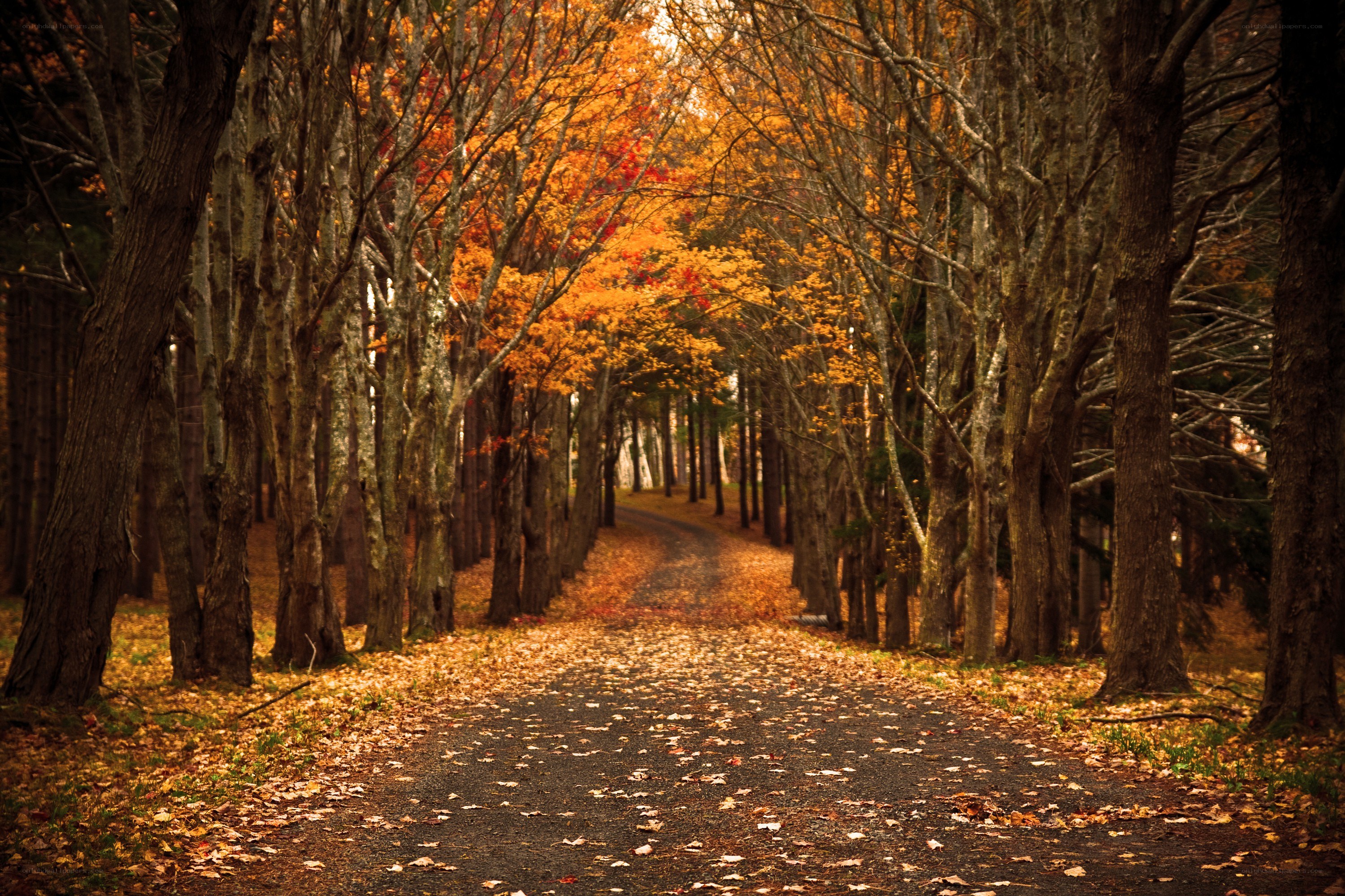 Autumn path through forest