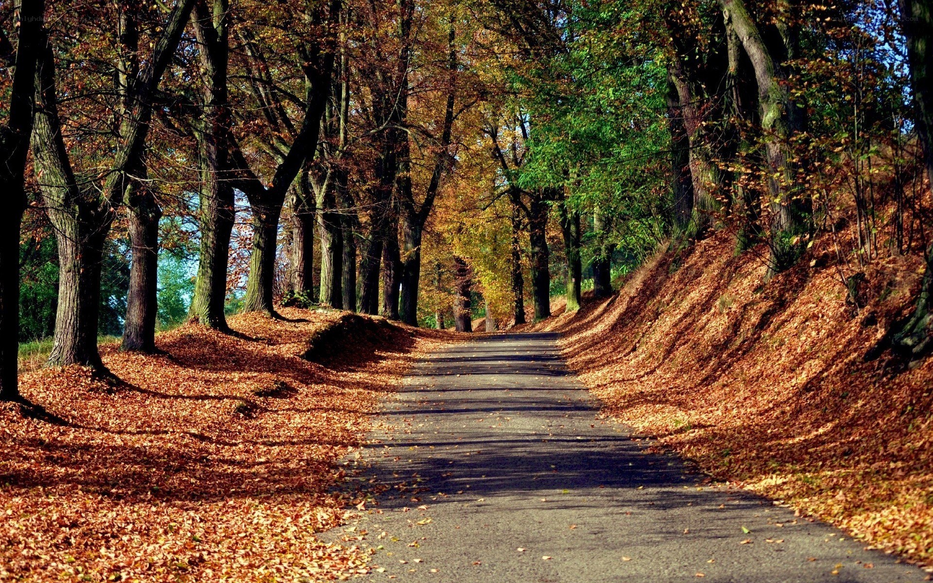 Autumn path through forest