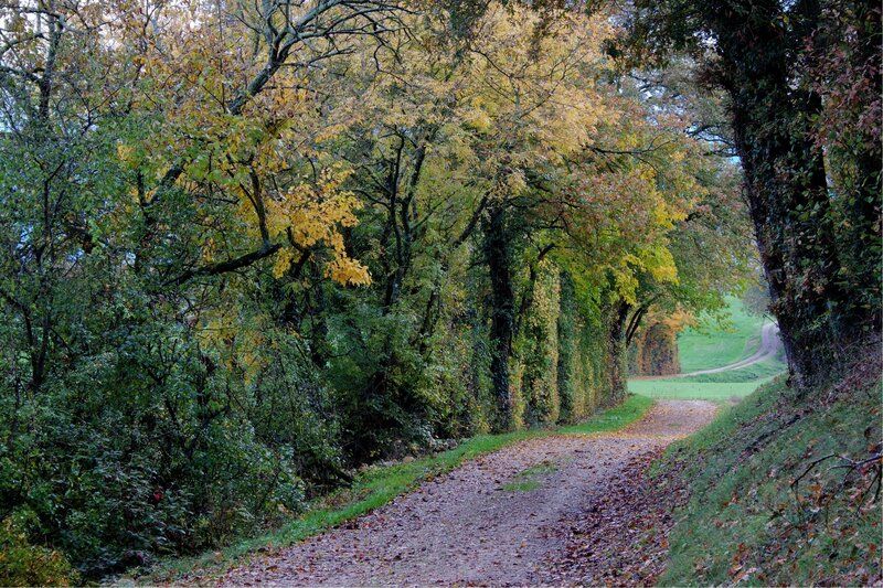 Autumn path through forest