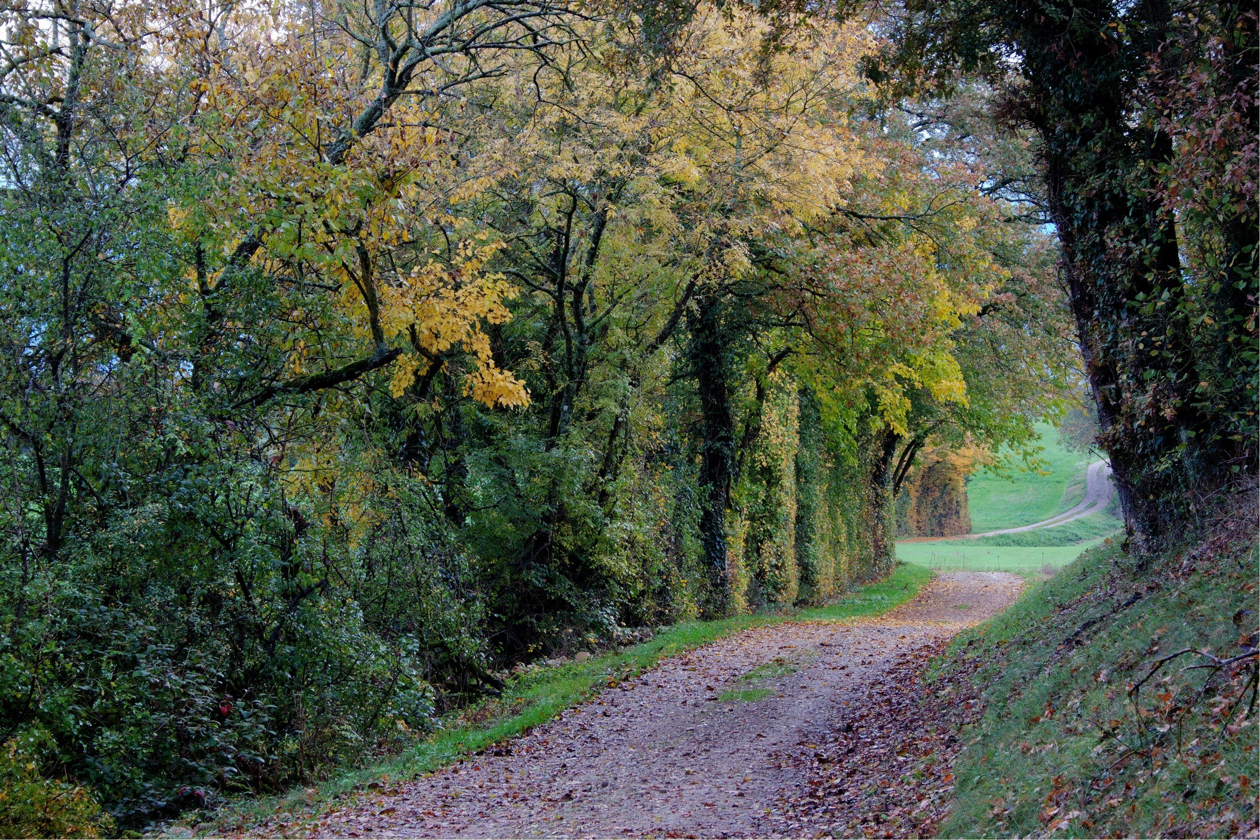 Autumn path through forest