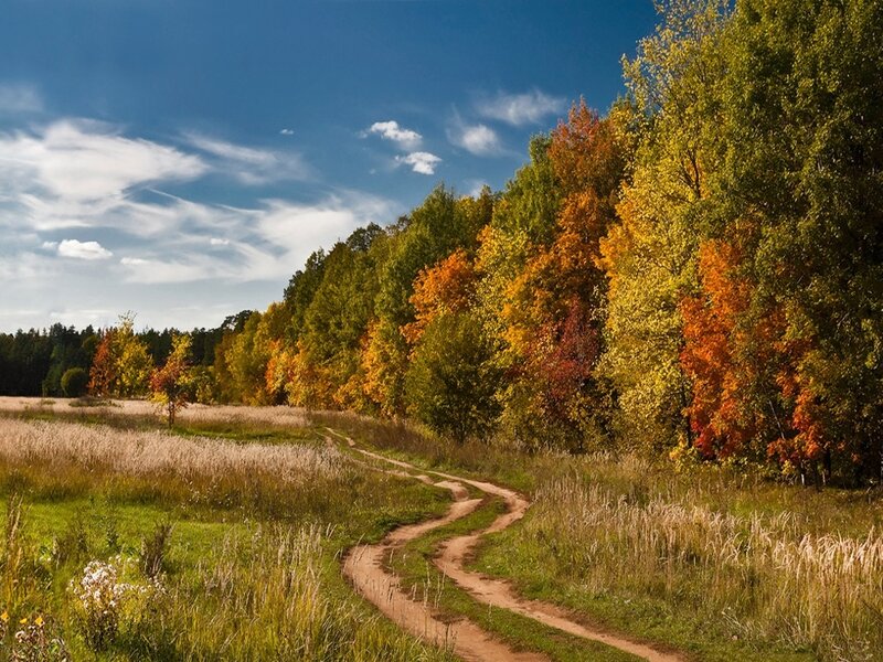 Autumn path through forest