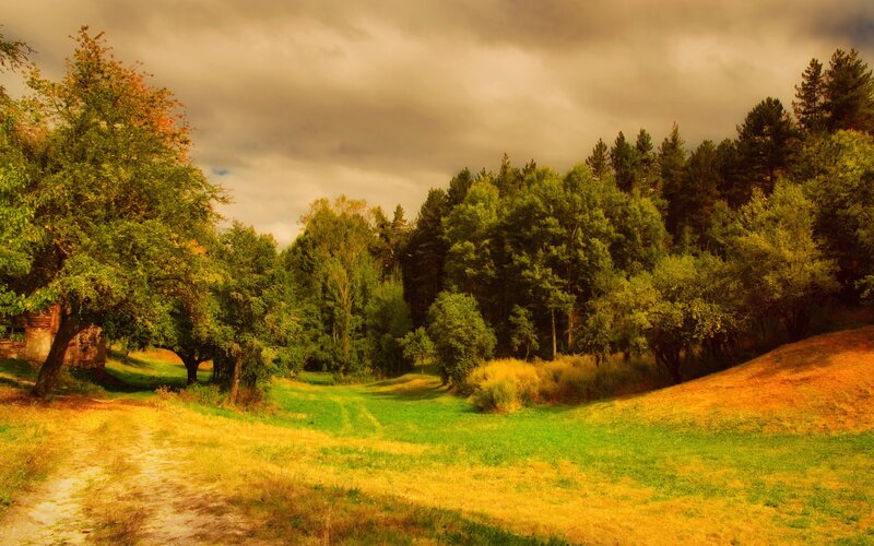Autumn path through forest